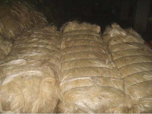 Sisal Fibers